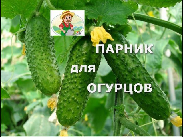 Парник для Огурцов