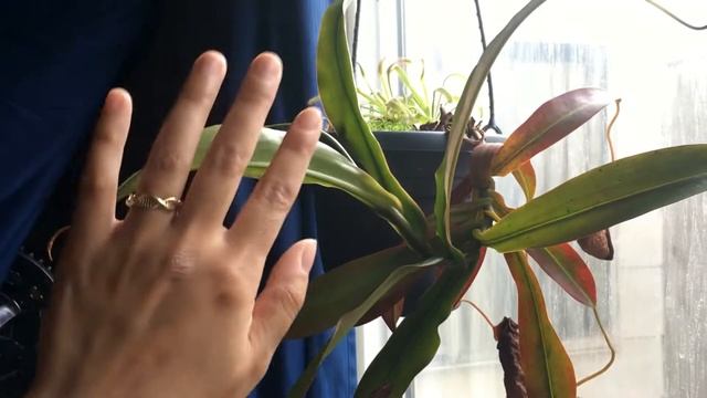 Windowsill Nepenthes Spectabilis X Ventricosa Maintenance
