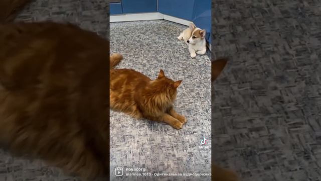 Корги Ноя и Мейнкун Лексус смотреть онлайн
