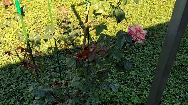 Подкормка для роста базальных побегов у розы. Мой опыт. смотреть онлайн