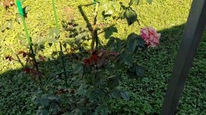 Подкормка для роста базальных побегов у розы. Мой опыт.