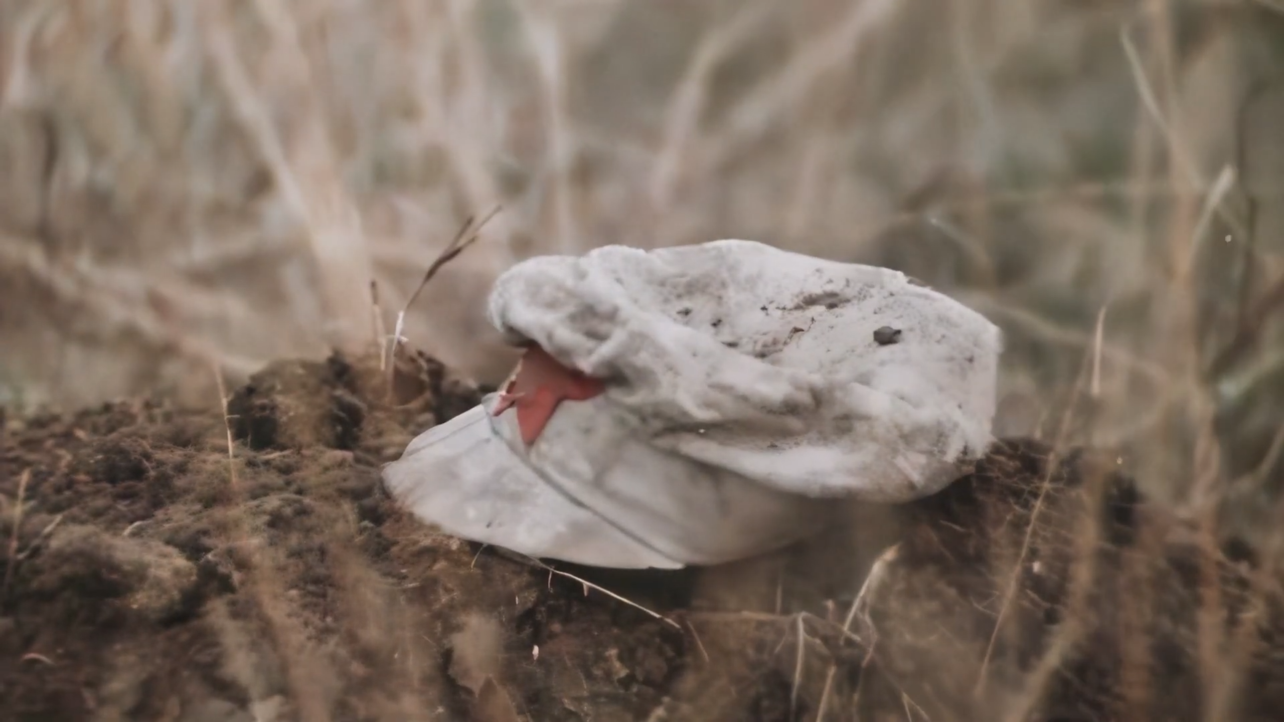 The final battle has come. (cover music Suno AI v3)