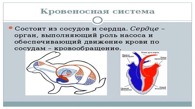 Занятие №5 Объединение «Ботаника и зоология». смотреть онлайн