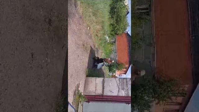 хонда пал 150 кубов, свап + тюнинг расширение смотреть онлайн