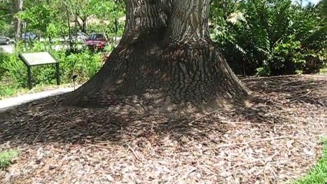 Large Nolina (syn. Beaucarnea) recurvata Ponytail Palm смотреть онлайн