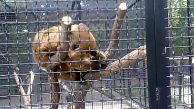 Носуха. Животный мир носуха. Животное носуха. Носуха видео смотреть онлайн