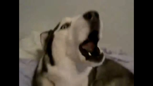 ПРОСТО ХАСКИ_Хаски vs котов_Говорящая хаски__(HUSKY COMPILATION_HUSKY vs CAT) Нарезка приколов Хаск смотреть онлайн