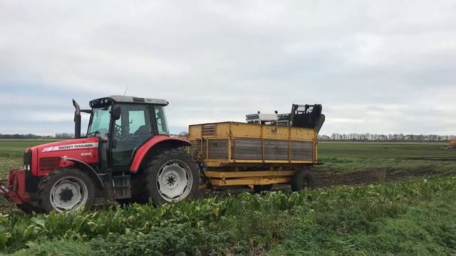 Sugar beet harvesting.