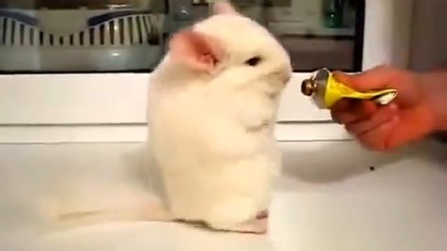 Шиншилла смешно кушает смотреть онлайн