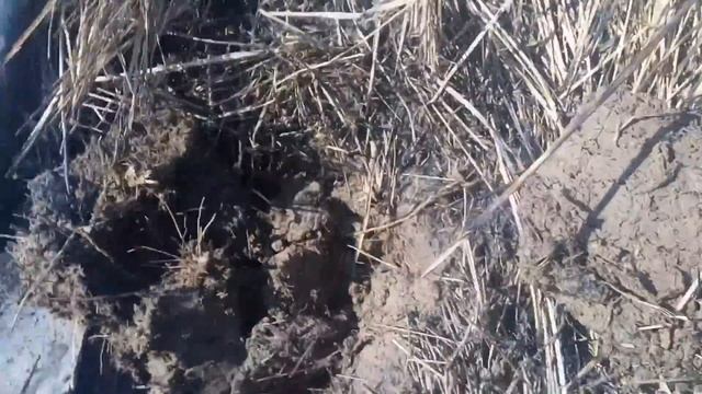 Открытие сезона 2018 Золотое кольцо и монеты смотреть онлайн