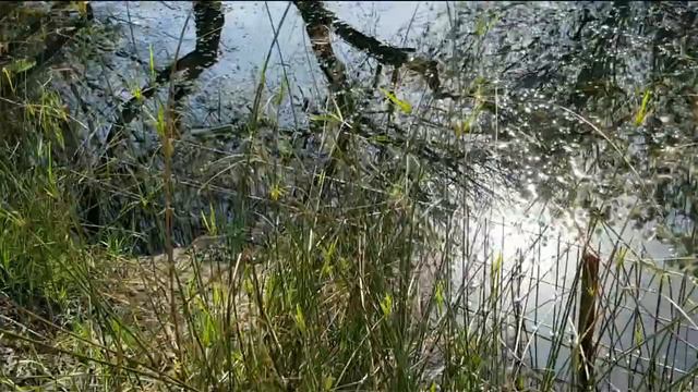 The Agamon Hula-JNF Nature and Birding Park.Israel.Агамон Хула.אגמון החולה смотреть онлайн