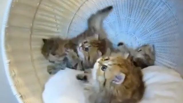 Дразнит персидских котят смотреть онлайн