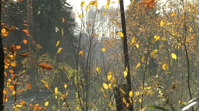 Надо ли наращивать пчел в зиму смотреть онлайн