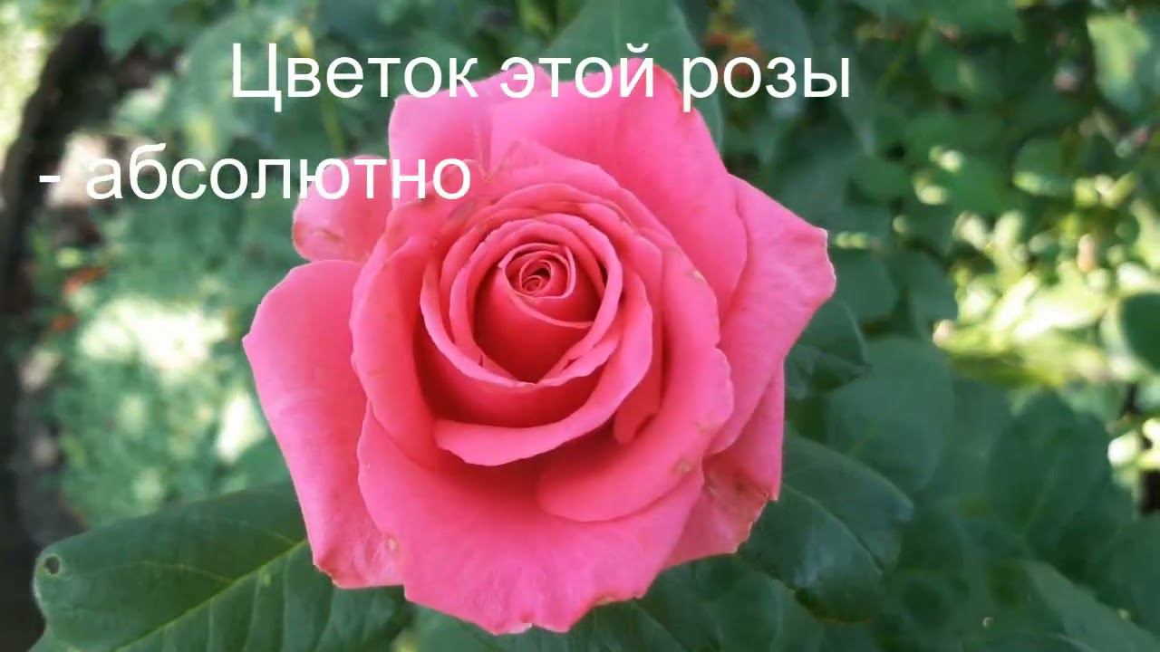 Тенга Венга - королева без шипов! смотреть онлайн