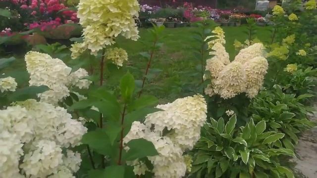Обзор сортов гортензий которые растут у меня ??? смотреть онлайн