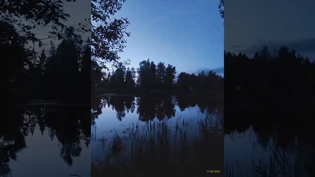 Дачный пруд 11.08.2024