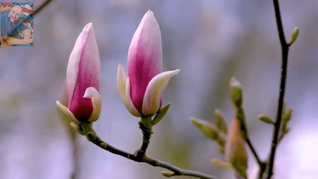 يا زهرة في خيالي أداء طوني بطرس (ساكسافون). смотреть онлайн