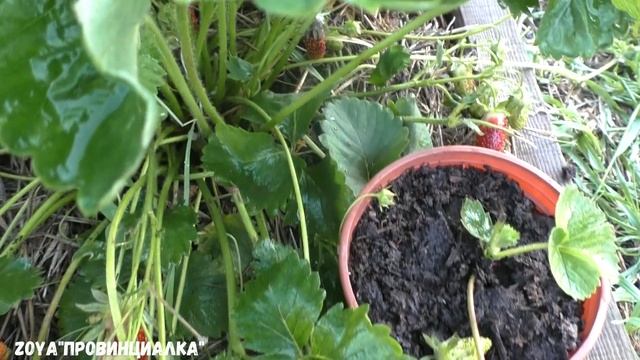 Земклуника: КУПЧИХА и СТУДЕНЧЕСКАЯ/ Обзор/ Отзыв/ Супер ягода/ #деревня #земклуникакупчиха #лето смотреть онлайн