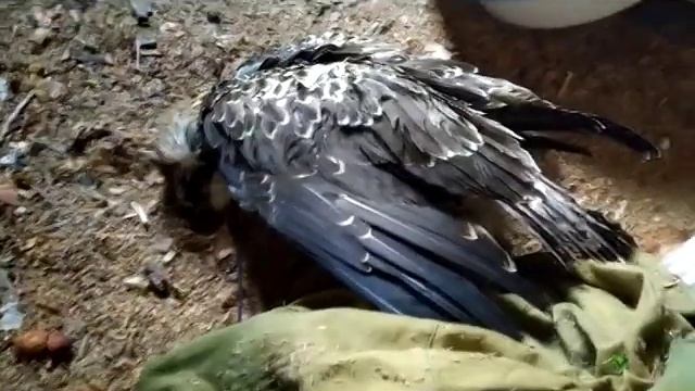 Спас птицу,оказалось она в красной книге смотреть онлайн