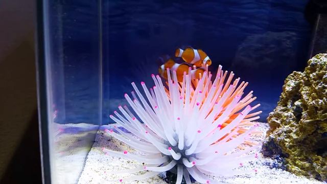Clownfish hosting artificial anemone. смотреть онлайн