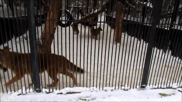 Леопард, песец и красные волки 4.02.18г. смотреть онлайн