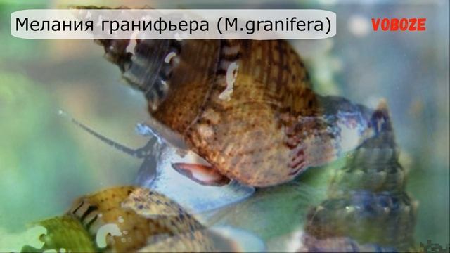 Улитки мелании, размножение, польза и вред, как избавиться. Улитки в аквариуме. смотреть онлайн