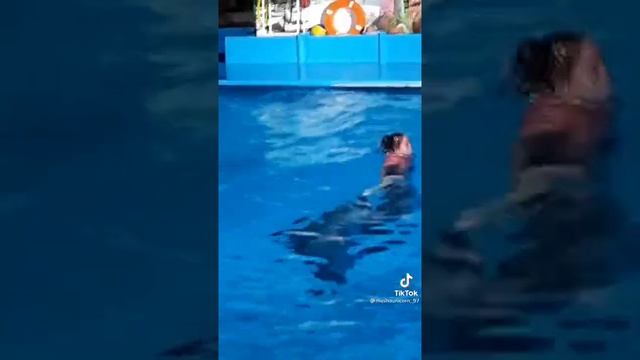 невероятная красота- дружба с дельфинами смотреть онлайн