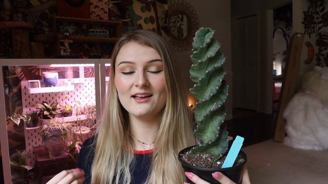 Top 5 Monthly Houseplant Favorites | April 2023 | All New Wishlist Plants! смотреть онлайн