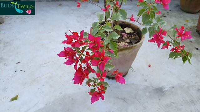 Bougainvellia ID# Silver Red Butterfly смотреть онлайн