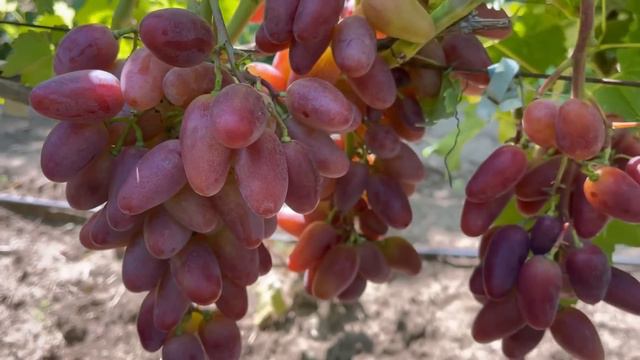 Збір урожаю винограду 23 серпня. смотреть онлайн