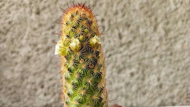 Mammillaria Elongata/CUIDADOS & REPRODUCCIÓN/Todo lo que debes saber/Dedo de Dama/Biznaga Elongada смотреть онлайн