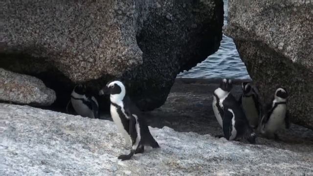 Пингвины ЮАР Мыс Доброй Надежды Pinguines South Africa смотреть онлайн