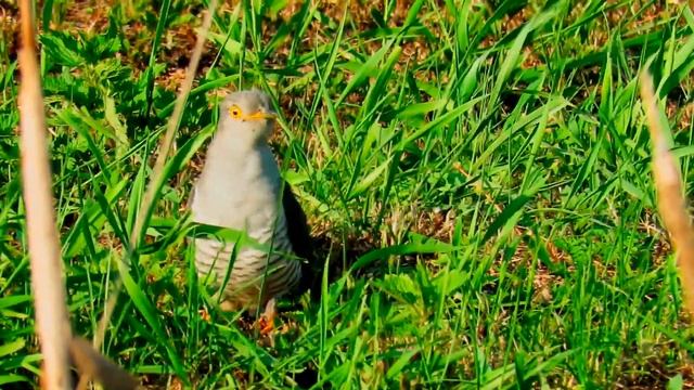 Common Cuckoo, Зозуля, Cuculus Canorus, Обыкновенная кукушка