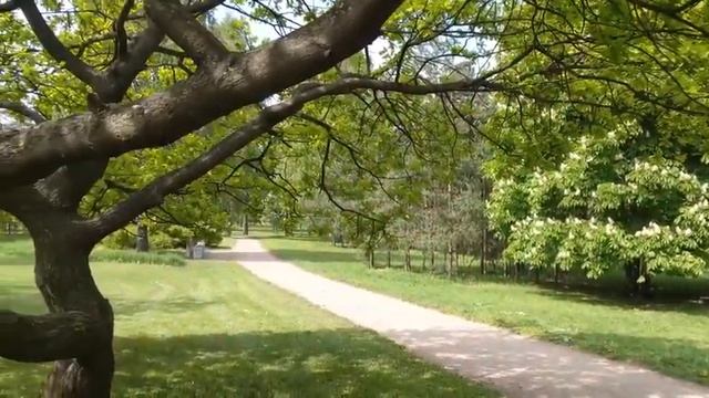 Лесопарк Сосновка. Часть 2, Яблони в цвету - Прогулки по Петербургу смотреть онлайн