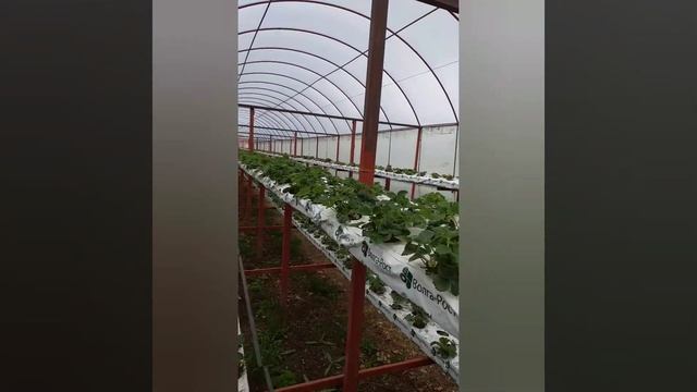 клубника на минвате после зимы . Проблемы с поливом смотреть онлайн