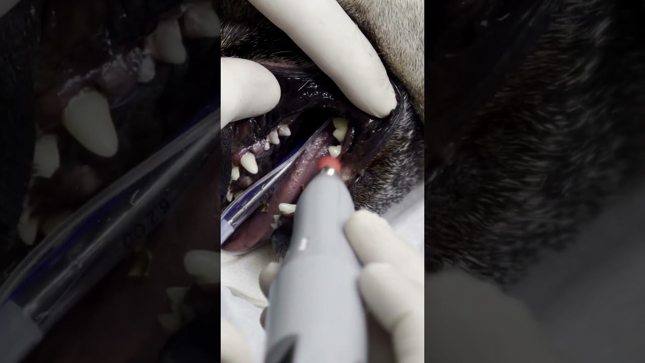 Во рту у мопса большая проблема... #стоматология #мопс #ветеринария #помощь #зубы #лечениезубов смотреть онлайн