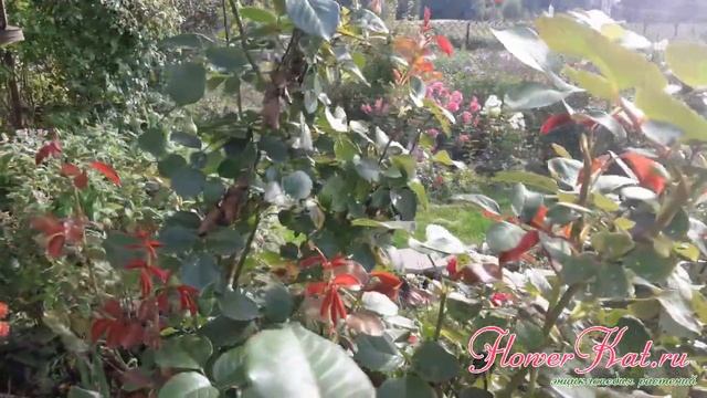 Роза Юбилей Кордеса / Kordes Jubilee (только куст)