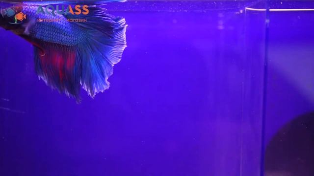 ?Aquass - Петушок Бетта супер дельта синий смотреть онлайн