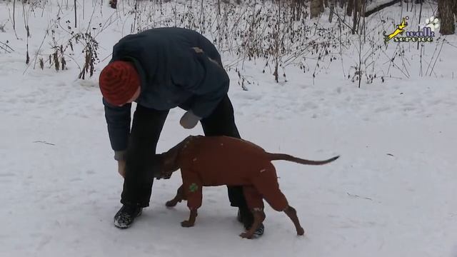 Тина-трейдинг, Щенки родезийский риджбек, Восьмёрка начальный уровень с кормом смотреть онлайн