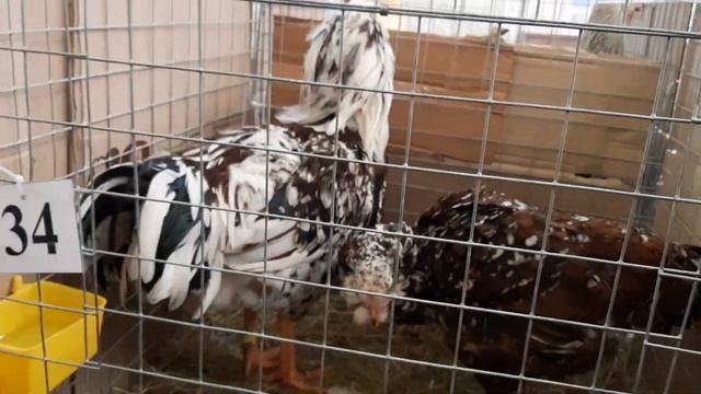 Выставка отечественных пород кур 2019 Орловские. смотреть онлайн