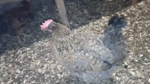 Яблочный уксус для кур несушек.