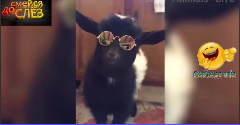 НЕВЕРОЯТНАЯ ДРУЖБА КОЗЛИКОВ И ДРУГИХ ДОМАШНИХ ЖИВОТНЫХ... смотреть онлайн