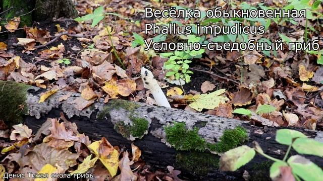 Весёлка обыкновенная : где искать, когда собирать и полезные свойства | Phallus impudicus смотреть онлайн