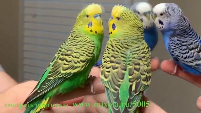 Волнистые попугаи видео #6 слушать пение волнистых попугаев