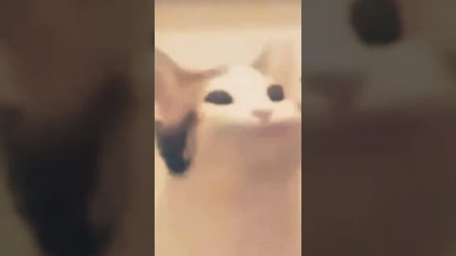 Кот/Джек Воробей/Песня. смотреть онлайн