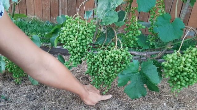 Шпалера для Вашего винограда. смотреть онлайн