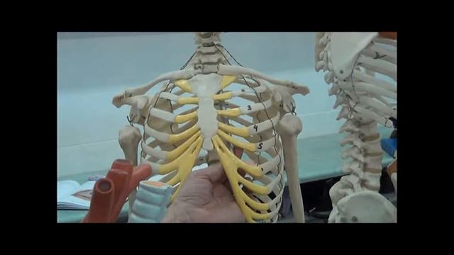 Средостение на трупе и муляже 1