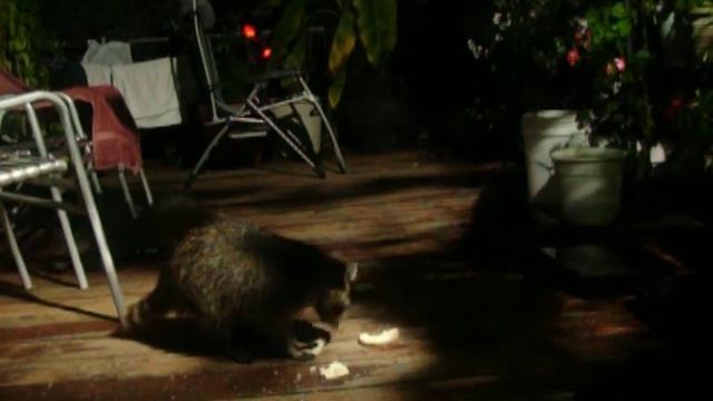 семья енотов у нас в гостях . часть 2 смотреть онлайн