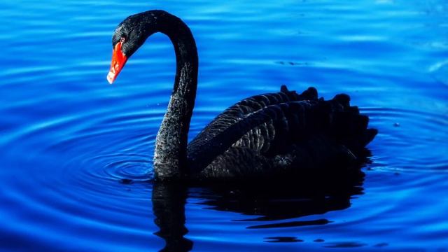 Гордый лебедёнок. Наш авторский поучительный рассказ🙏 смотреть онлайн