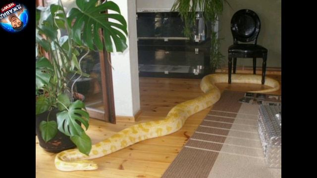 Джавид Ньюз: Измена, Покраска, Змеи и Мбаппе